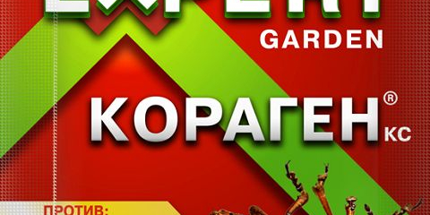 Бързо растящи дървета и храсти за летни вили и градини